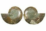 Cut & Polished Crystal-Filled Ammonite Fossil - Madagascar #354121-1